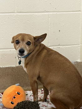 Rescue Chihuahua Dogs for Adoption in West Palm Beach, Florida - Andy | PetCurious