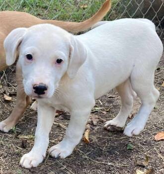 Rescue Mixed Breed Dogs for Adoption in New York, New York - Zadie (p) | PetCurious