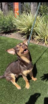 Rocket -  Chihuahua and Miniature Dachshund Dog for Adoption in New Haven, Connecticut - Rocket | PetCurious