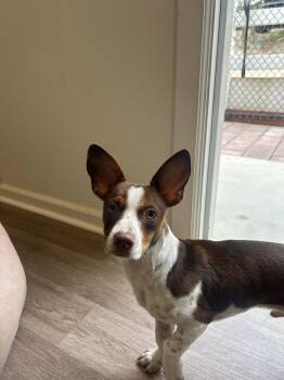 Rio -  Basset Hound Dog for Adoption in San Diego, California - Rio | PetCurious
