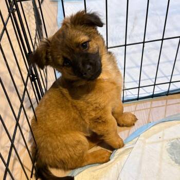 Megalodon -  Mixed Breed Dog for Adoption in Buffalo, Minnesota - Megalodon | PetCurious