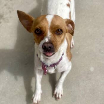 Chihuahua Dogs Available for Adoption in Freeport, Florida - Harmony | PetCurious