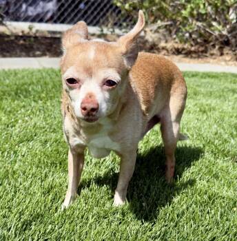 Chihuahua Dogs Available for Adoption in Gardnerville, Nevada - Napoleon | PetCurious