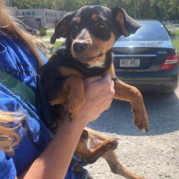 Ler Stray Hold 9/20 -  Mixed Breed Dog for Adoption in Huntington, West Virginia - Ler Stray Hold 9/20 | PetCurious