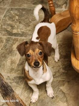 Rescue Dachshund and Beagle Dogs for Adoption in Elk Grove, California - George | PetCurious