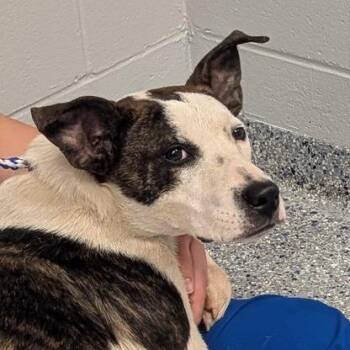 Jack Russell Terrier and Mixed Breed Dogs Available for Adoption in Greenville, South Carolina - Cayos | PetCurious