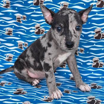 Trixie -  Terrier Dog for Adoption in Grand Bay, Alabama - Trixie | PetCurious
