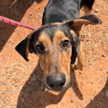Atlas -  Hound Dog for Adoption in Columbia, South Carolina - Atlas | PetCurious