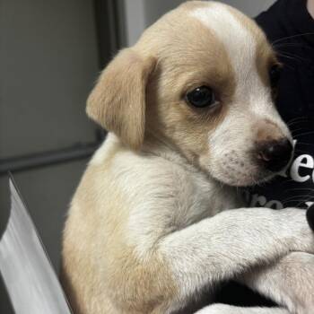 Mixed Breed Dogs Available for Adoption in Tulsa, Oklahoma - Piper | PetCurious