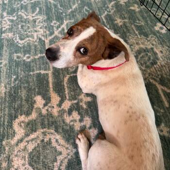 Grover -  Jack Russell Terrier and Basset Hound Dog for Adoption in Nashville, Tennessee - Grover | PetCurious