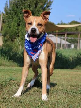 Draco -  Mixed Breed Dog for Adoption in Columbia, Tennessee - Draco | PetCurious