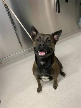 Pit Bull Terrier Dogs Available for Adoption in Fairbanks, Alaska - BADGER | PetCurious