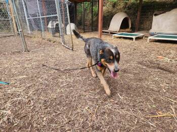 Australian Cattle Dog Blue Heeler Dogs Available for Adoption in Paso Robles, California - Ruger | PetCurious