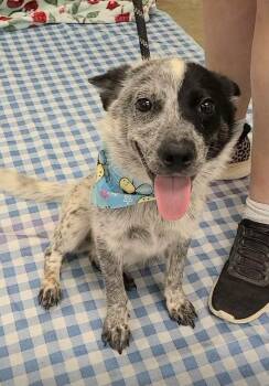 Arizona -  Australian Cattle Dog Blue Heeler Dog for Adoption in Lakewood Ranch, Florida - Arizona | PetCurious