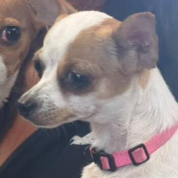 Maryanne -  Chihuahua and Mixed Breed Dog for Adoption in San Pablo, California - Maryanne | PetCurious