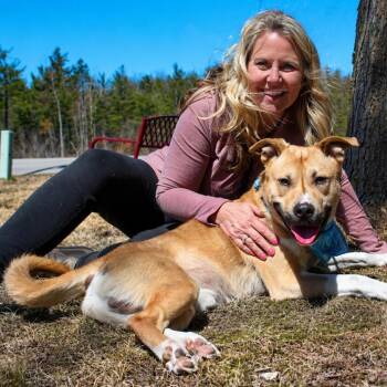 Husky and American Staffordshire Terrier Dogs Available for Adoption in Cheboygan, Michigan - Rexx | PetCurious