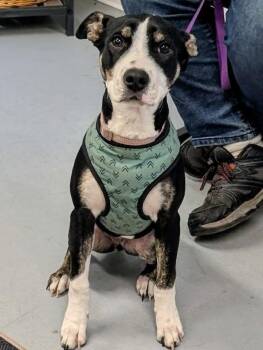 Kona -  Hound and Terrier Dog for Adoption in Shelby, Michigan - Kona | PetCurious