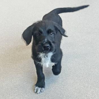 Mixed Breed Dogs Available for Adoption - Quail | PetCurious