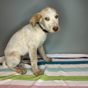 Kiki -  Labrador Retriever Dog for Adoption in San Antonio, Texas - Kiki | PetCurious