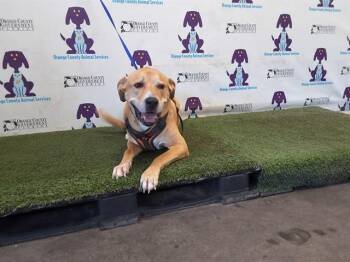 MATER -  Labrador Retriever and Mixed Breed Dog for Adoption in Orlando, Florida - MATER | PetCurious