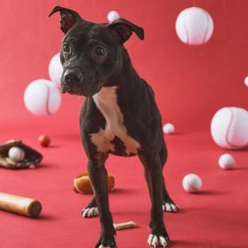 Pit Bull Terrier Dogs Available for Adoption in Philadelphia, Pennsylvania - Aoife | PetCurious