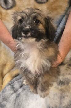Yorkshire Terrier Dogs Available for Adoption in Lucerne Valley, California - Fig | PetCurious