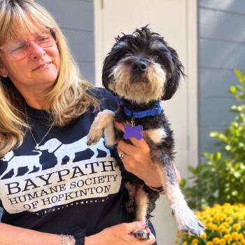 Patriot -  Miniature Poodle and Mixed Breed Dog for Adoption in Hopkinton, Massachusetts - Patriot | PetCurious