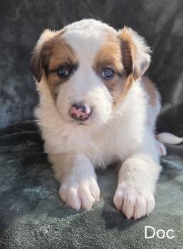 Doc -  Poodle and Australian Shepherd Dog for Adoption in Hillside, Illinois - Doc | PetCurious