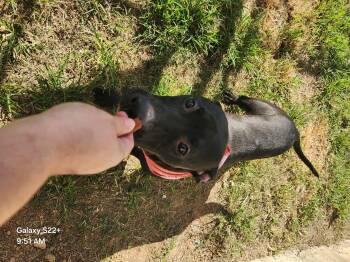 Rescue Pit Bull Terrier Dogs for Adoption in Eagle, Idaho - Summer **Courtesy Post. Out Of Town Pet. See Below For Details** | PetCurious