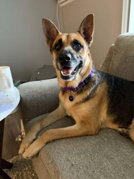 German Shepherd Dog Dogs Available for Adoption in Springville, New York - Hattie | PetCurious
