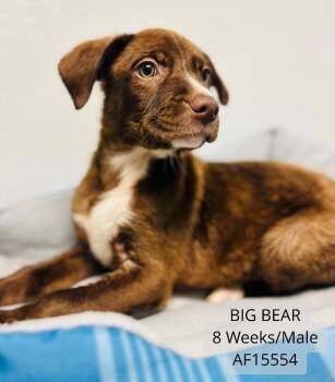 Big Bear -  Pit Bull Terrier and Labrador Retriever Dog for Adoption - Big Bear | PetCurious