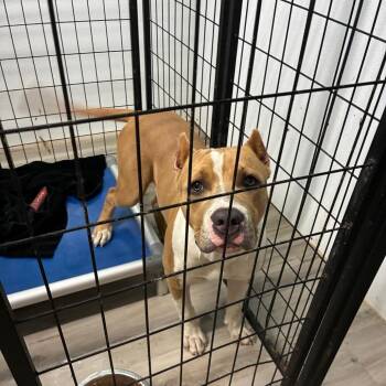 Sandbox -  Pit Bull Terrier Dog for Adoption in St. Louis, Missouri - Sandbox | PetCurious
