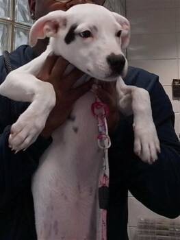 MAGGIE -  Pit Bull Terrier and Mixed Breed Dog for Adoption - MAGGIE | PetCurious