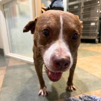 Sam -  Mixed Breed Dog for Adoption in Chattanooga, Tennessee - Sam | PetCurious