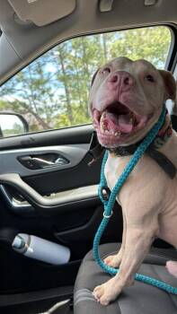 Pit Bull Terrier Dogs Available for Adoption in Mobile, Alabama - Thumper | PetCurious