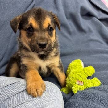 Rescue Border Collie and American Eskimo Dog Dogs for Adoption in Pinson, Tennessee - Cooper | PetCurious