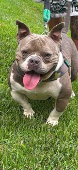 Cosmic -  American Bully Dog for Adoption in Milton, Delaware - Cosmic | PetCurious