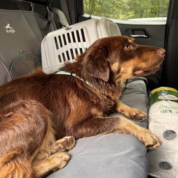 Hank -  Australian Kelpie Dog for Adoption in Valley, Alabama - Hank | PetCurious