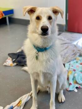 Rescue Mixed Breed Dogs for Adoption in Munster, Indiana - Apollo | PetCurious