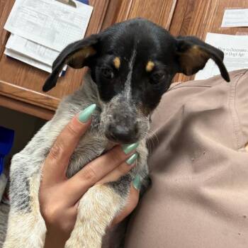 Sydney - 081211U -  Australian Cattle Dog Blue Heeler and Mixed Breed Dog for Adoption in Tupelo, Mississippi - Sydney - 081211U | PetCurious