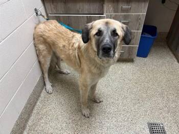 Anatolian Shepherd Dogs Available for Adoption in Colorado Springs, Colorado - KING HEZEKIAH | PetCurious