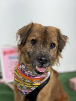 Elijah woof-One of our Amazing Rescue Dogs -  Spaniel and Border Terrier Dog for Adoption in Carlsbad, California - Elijah Woof-One Of Our Amazing Rescue Dogs | PetCurious