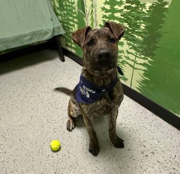 Dutch Shepherd Dogs Available for Adoption - Sprinkles | PetCurious