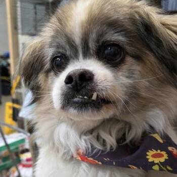 Papillon and Mixed Breed Dogs Available for Adoption in Merriam, Kansas - Sweetums | PetCurious