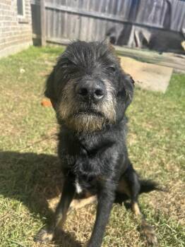 Knight -  Poodle and Terrier Dog for Adoption in Baker, Louisiana - Knight | PetCurious