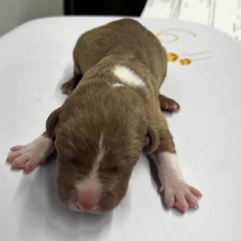 Mitchell -  Terrier Dog for Adoption in Tampa, Florida - Mitchell | PetCurious