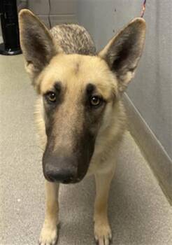 German Shepherd Dog Dogs Available for Adoption - PLUTO | PetCurious