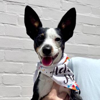 Mona -  Rat Terrier Dog for Adoption - Mona | PetCurious