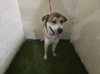 Rescue Anatolian Shepherd and Mixed Breed Dogs for Adoption in Winter Haven, Florida - NAPOLEAN | PetCurious