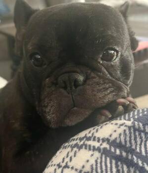 Sweet Delilah Jane -  French Bulldog Dog for Adoption in Huntington Beach, California - Sweet Delilah Jane | PetCurious
